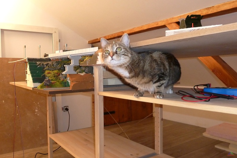 168 Neues Enntal.JPG - Vorne: Katze Kess. Im Hintergrund die Neubaustrecke Ennsbruck